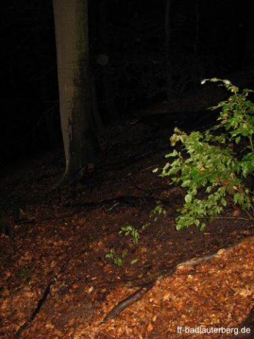 2011_06_02 Waldbrand Kummel Richtung Bismarkturm 20